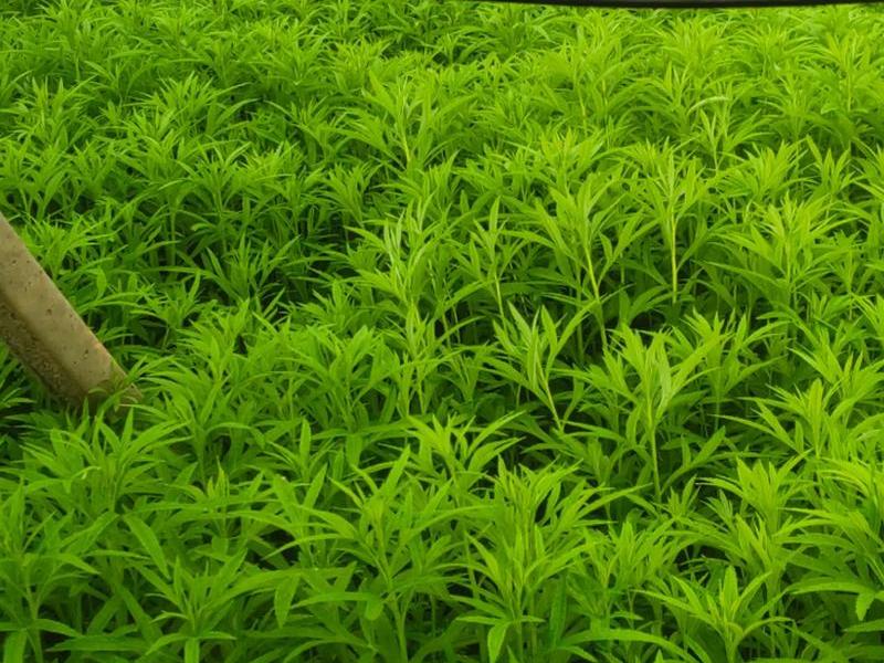 芦蒿育苗移栽方法；芦蒿育苗移栽方法和技术