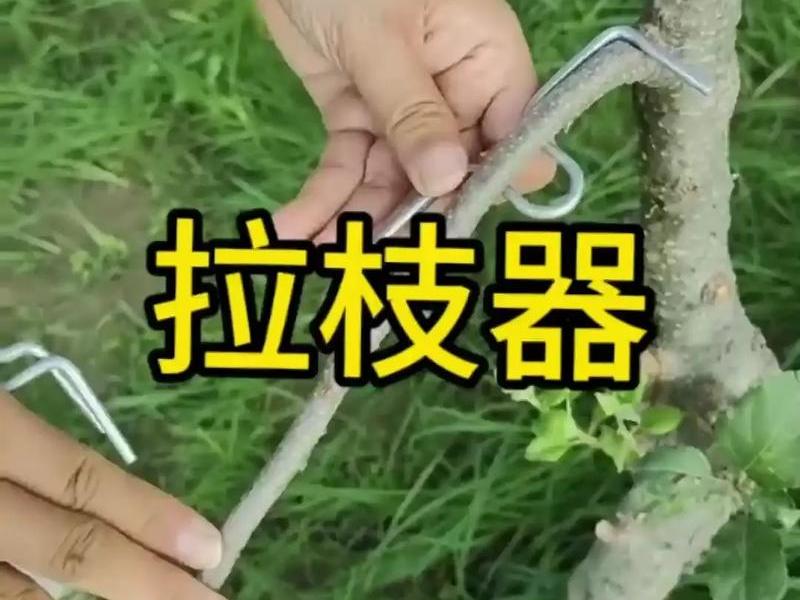 攀树用的工具图解 - 攀树用的工具图解视频 攀树用的工具图解 - 攀树用的工具图解视频