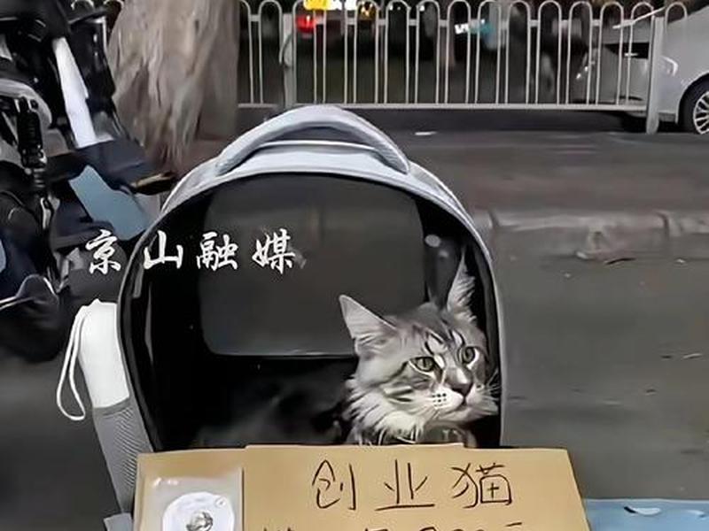 稳当猫寄卖行服务项目(稳当猫寄卖行盈利模式) 稳当猫寄卖行服务项目(稳当猫寄卖行盈利模式)