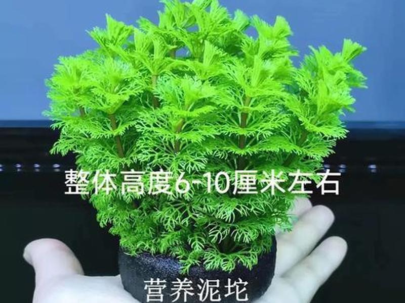 小宝塔怎么种，小宝塔怎么种植方法