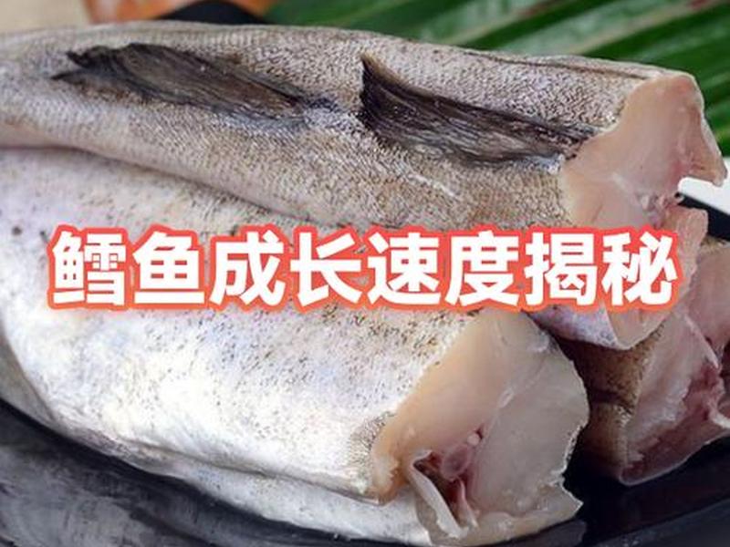 鳕鱼养殖；鳕鱼养殖温度是多少