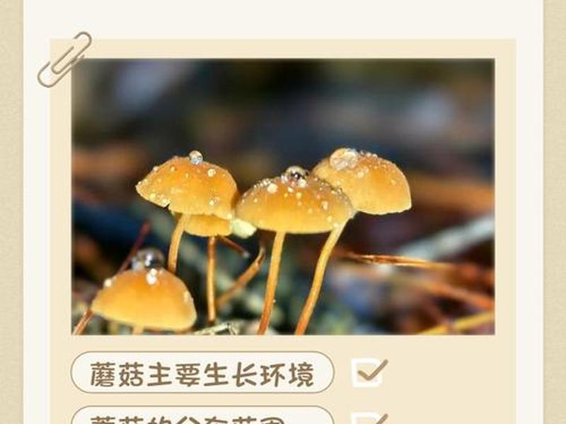 小蘑菇培育攻略;小蘑菇培育攻略大全 小蘑菇培育攻略;小蘑菇培育攻略大全