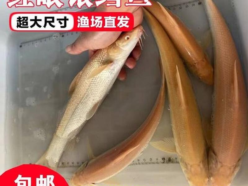 鳕鱼鱼苗养殖方法 - 鳕鱼鱼苗养殖方法和技术