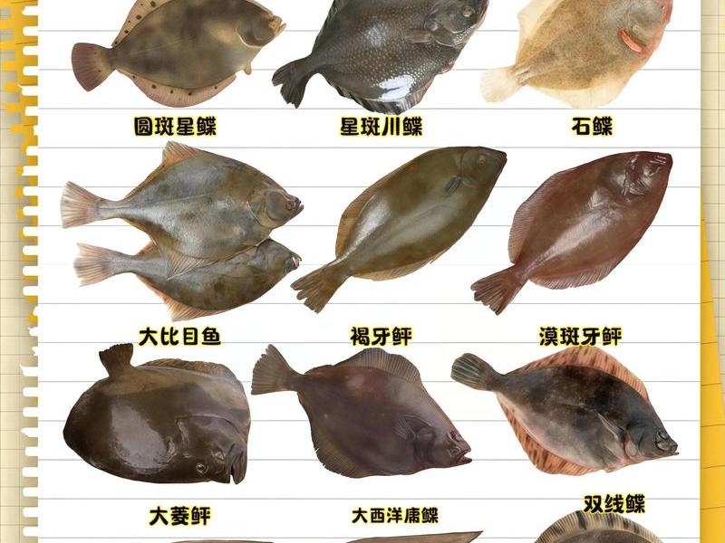 鳎目鱼;鳎目鱼俗称什么鱼 鳎目鱼;鳎目鱼俗称什么鱼