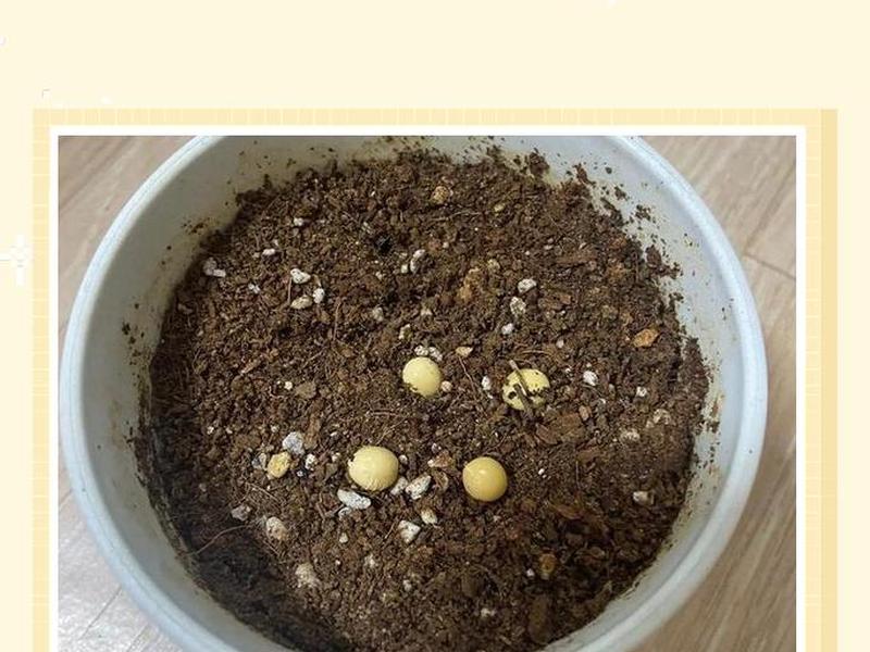苹果快速发芽种植法;苹果快速发芽种植法视频 苹果快速发芽种植法;苹果快速发芽种植法视频