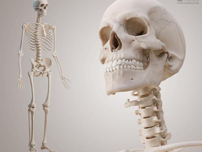 complete anatomy;complete anatomy安卓版 complete anatomy;complete anatomy安卓版