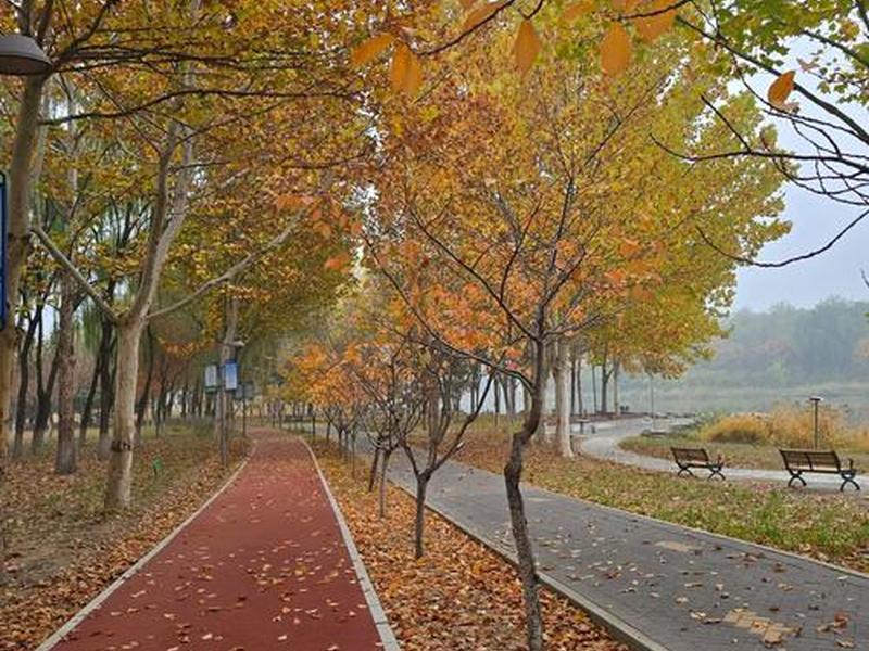 kui煌 - 葵黄花叶衰读shuai还是cui kui煌 - 葵黄花叶衰读shuai还是cui
