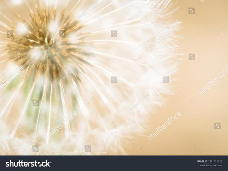 springblooms播放,springblooms的视频怎么放 springblooms播放,springblooms的视频怎么放