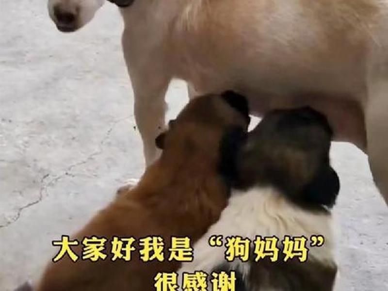python人狗大战精彩瞬间视频，python人狗大战精彩瞬间视频在线观看