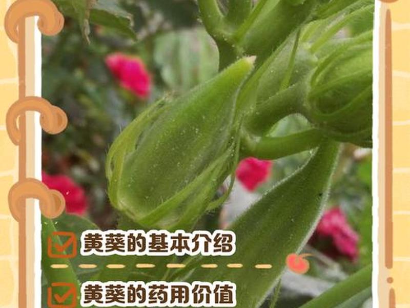 kui煌 - 葵黄花叶衰读shuai还是cui kui煌 - 葵黄花叶衰读shuai还是cui